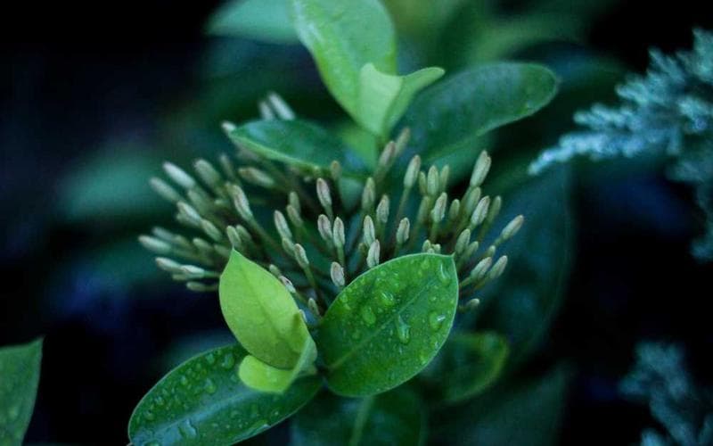 Kapan Waktu Terbaik Menggunakan Wildcard?